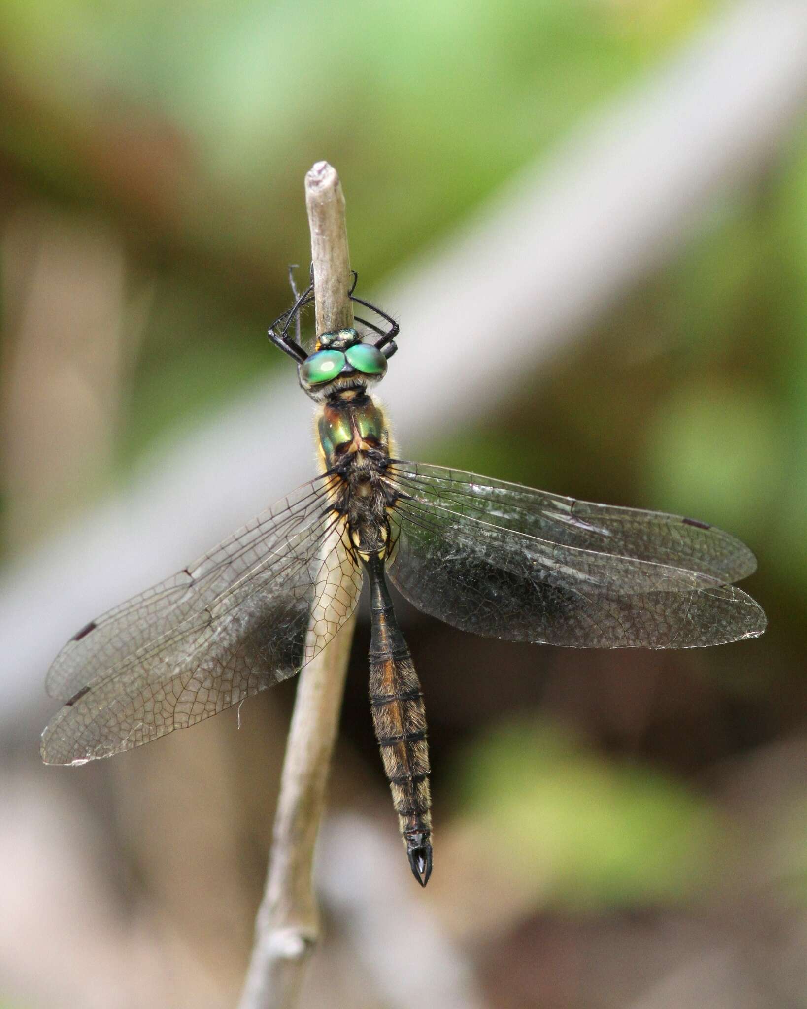 Image of Ocellated Emerald