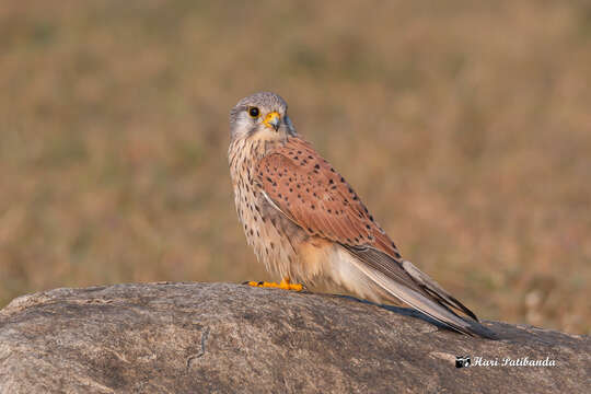 Image of kestrel, common kestrel