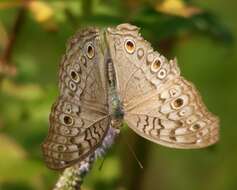 Plancia ëd Junonia atlites Linnaeus 1763