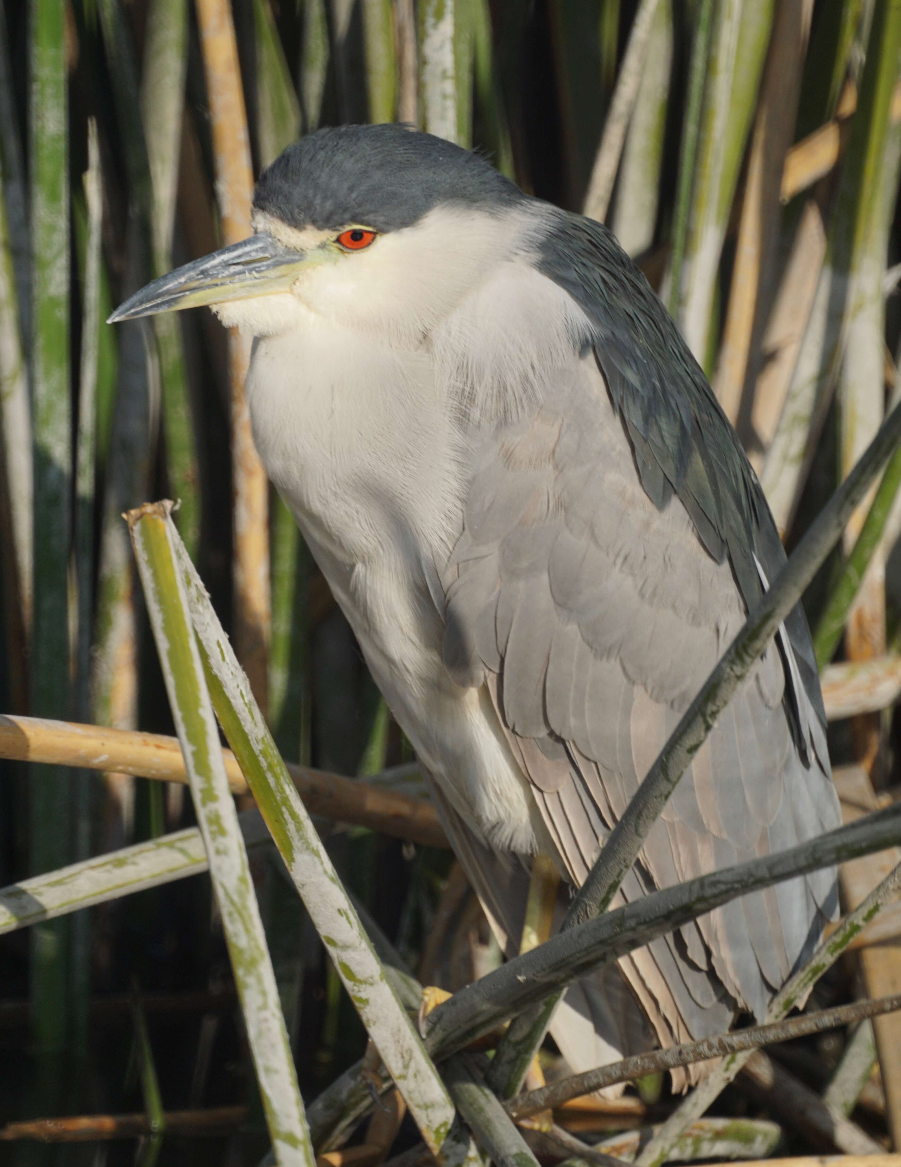 Image of Night Herons