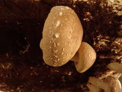 Image de Lentinula edodes (Berk.) Pegler 1976