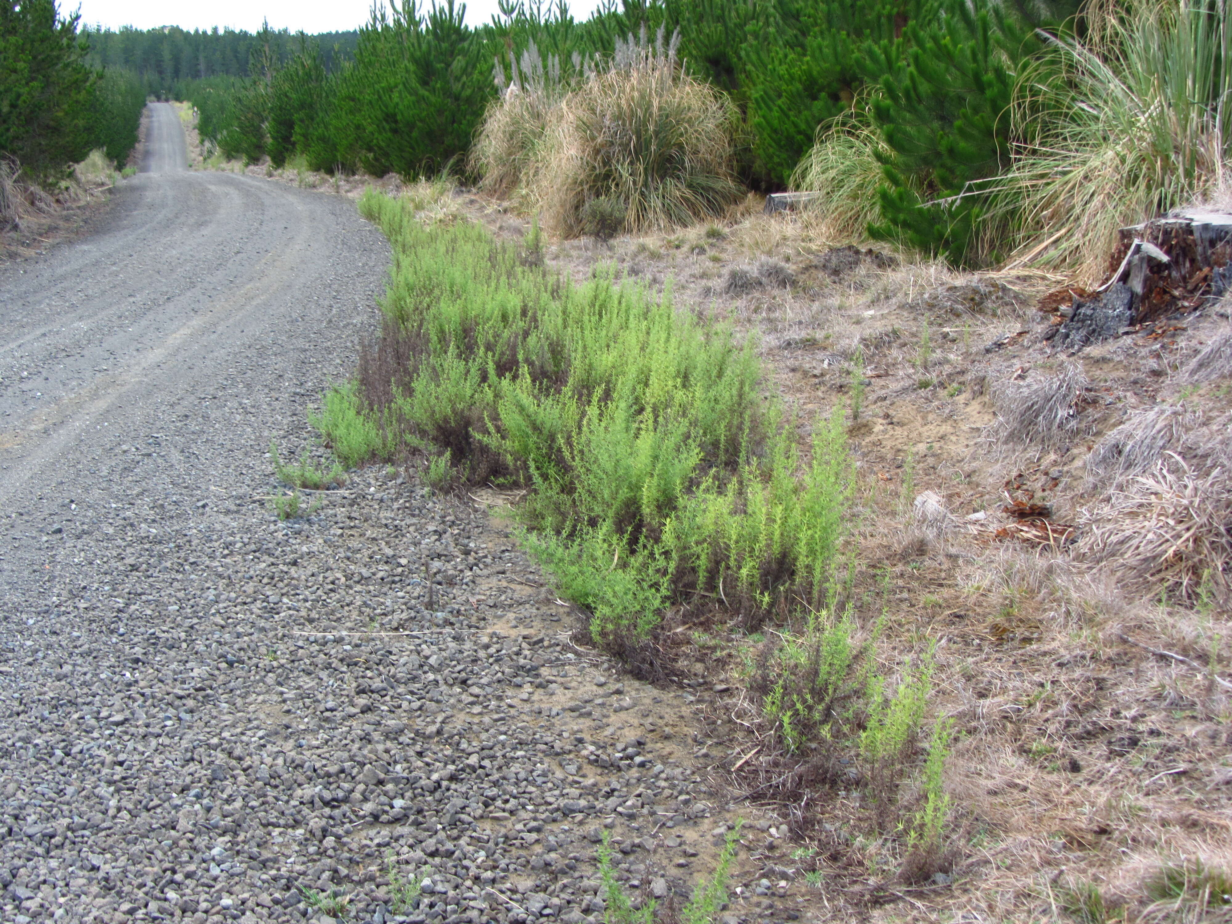 Image of stink aster