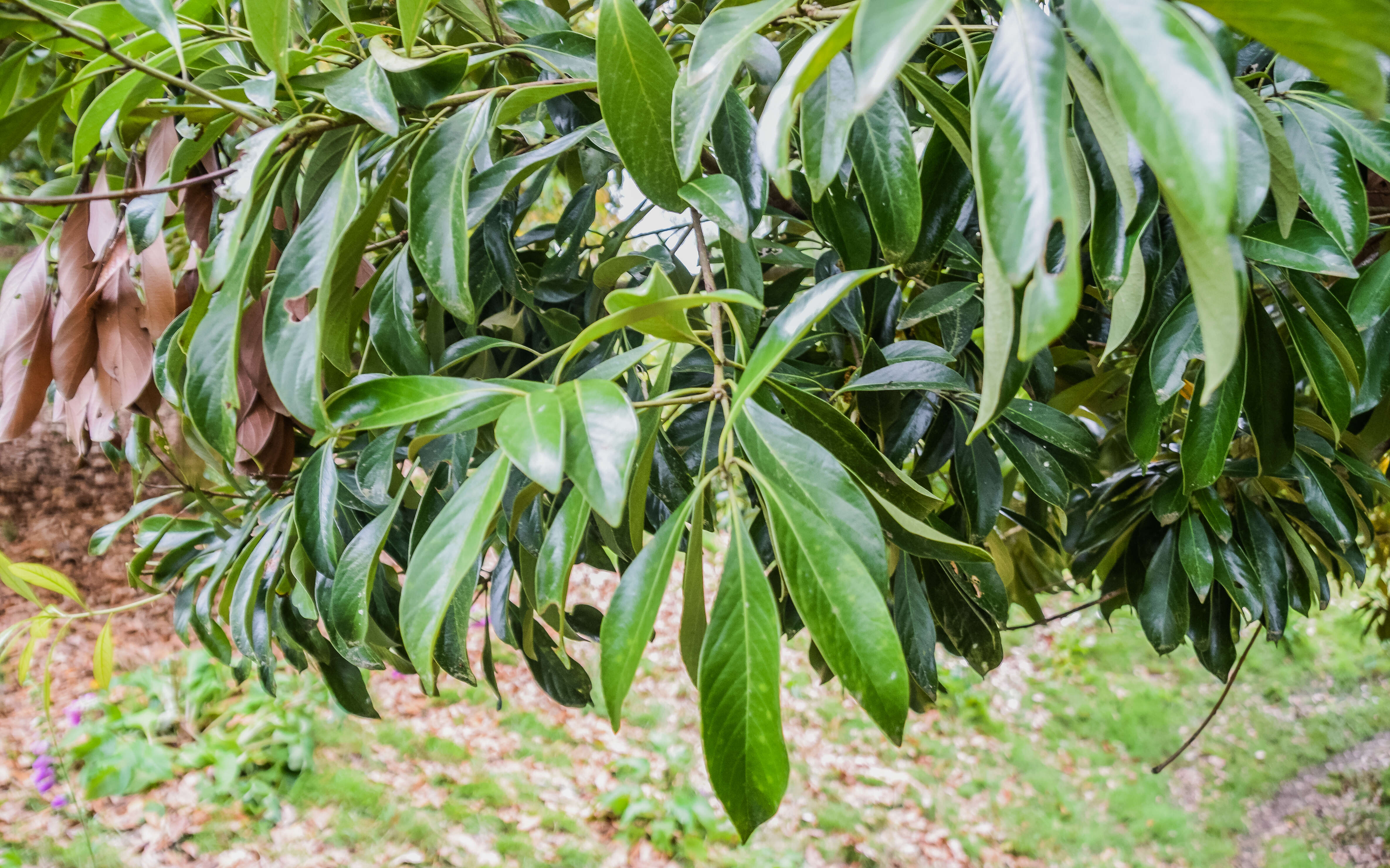 Image de Lithocarpus edulis (Makino) Nakai