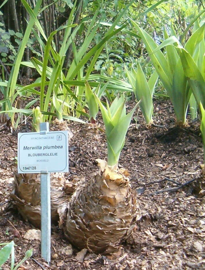 Image of Large blue squill