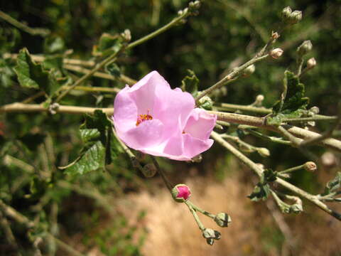 Imagem de Malacothamnus