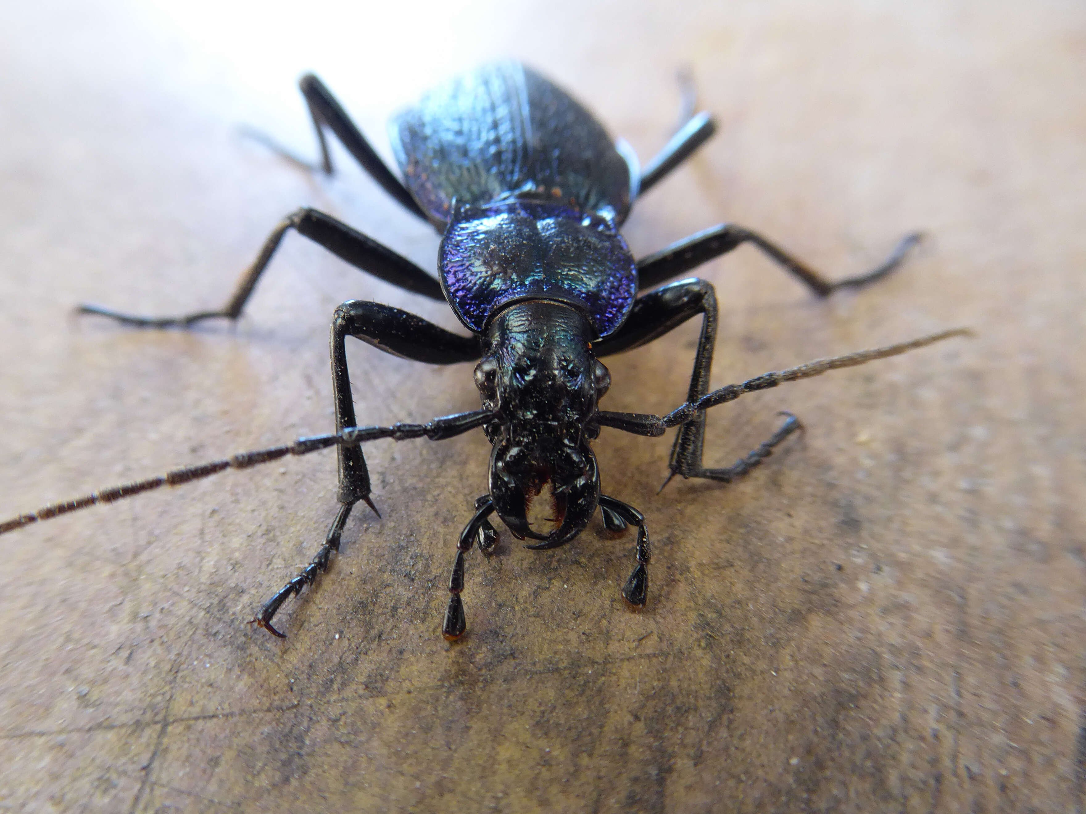 Image of Blue Ground Beetle