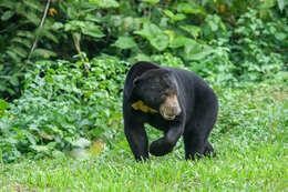 Image of Sun bear