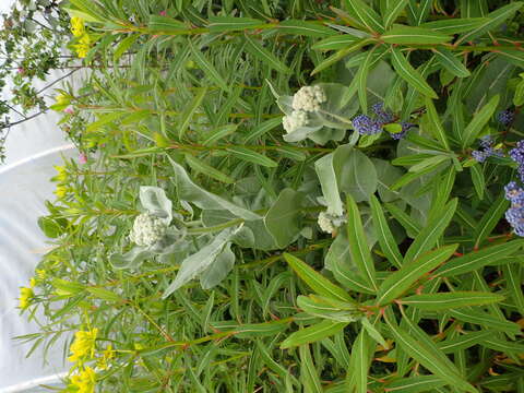 Image of Euphorbia sikkimensis Boiss.