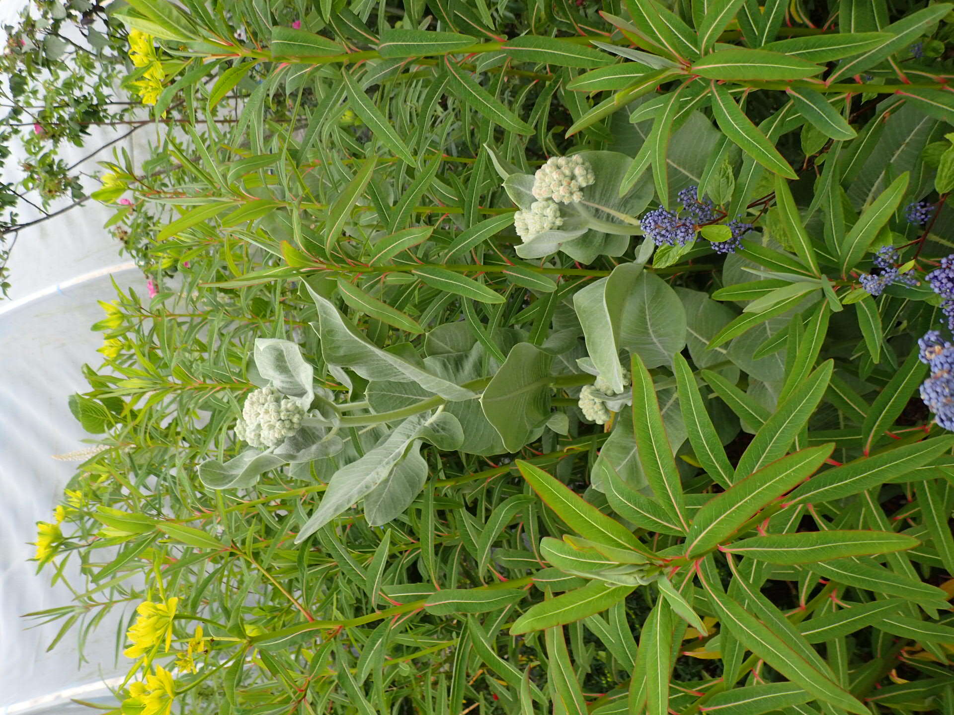 Sivun Euphorbia sikkimensis Boiss. kuva