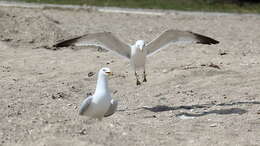 Image of Ring-billed Gull