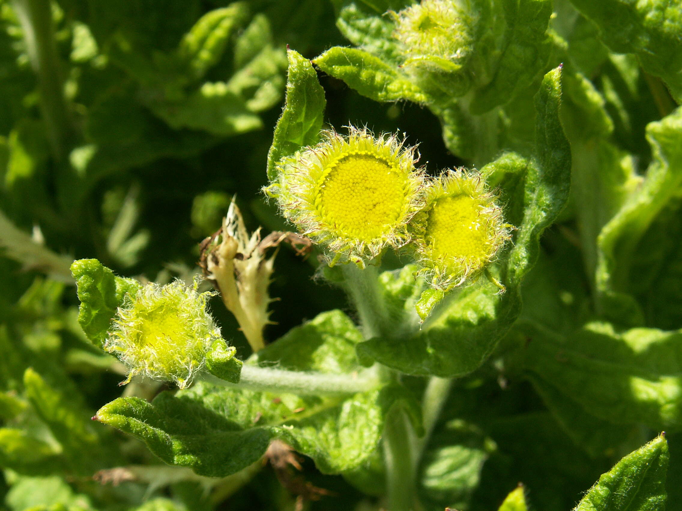 Image of common fleabane