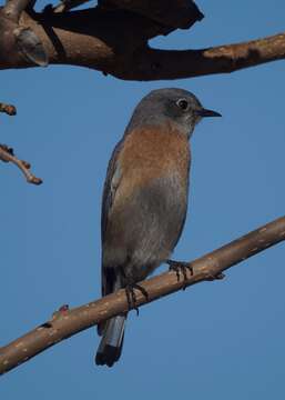 Image of Western Bluebird