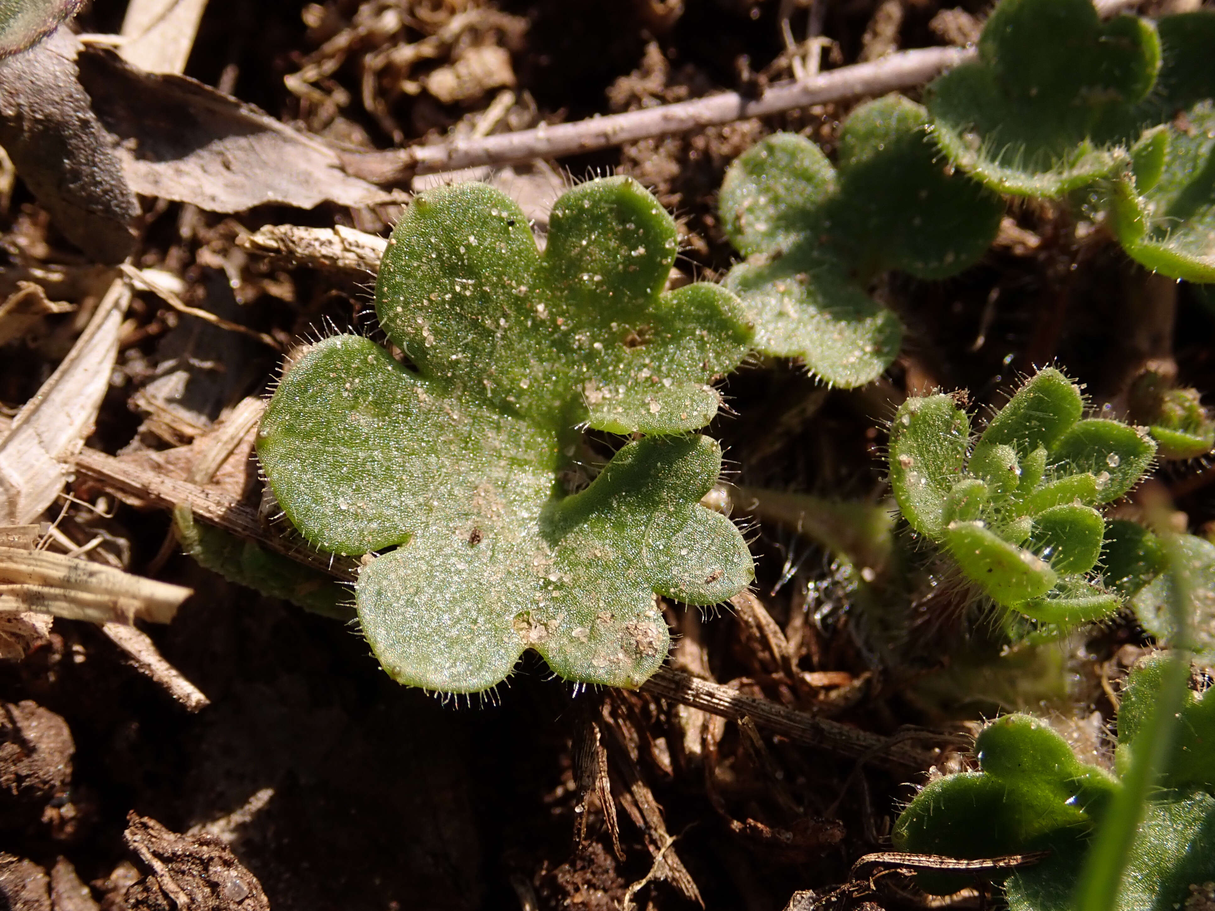 Plancia ëd Saxifraga granulata L.