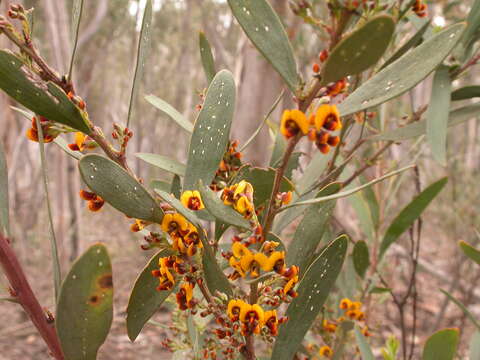 Imagem de Daviesia mimosoides R. Br.