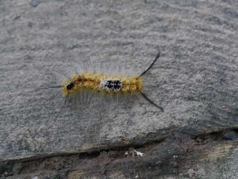 Image of Yellow-based Tussock Moth