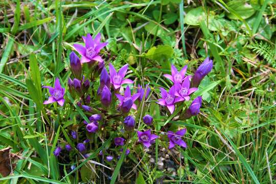 Image of chiltern gentian