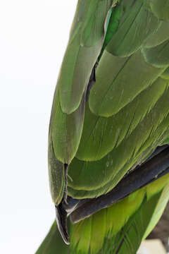 Image of Yellow-naped Amazon