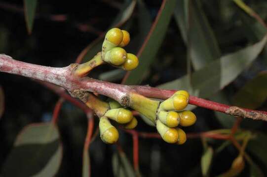 Image of Stickland's Gum