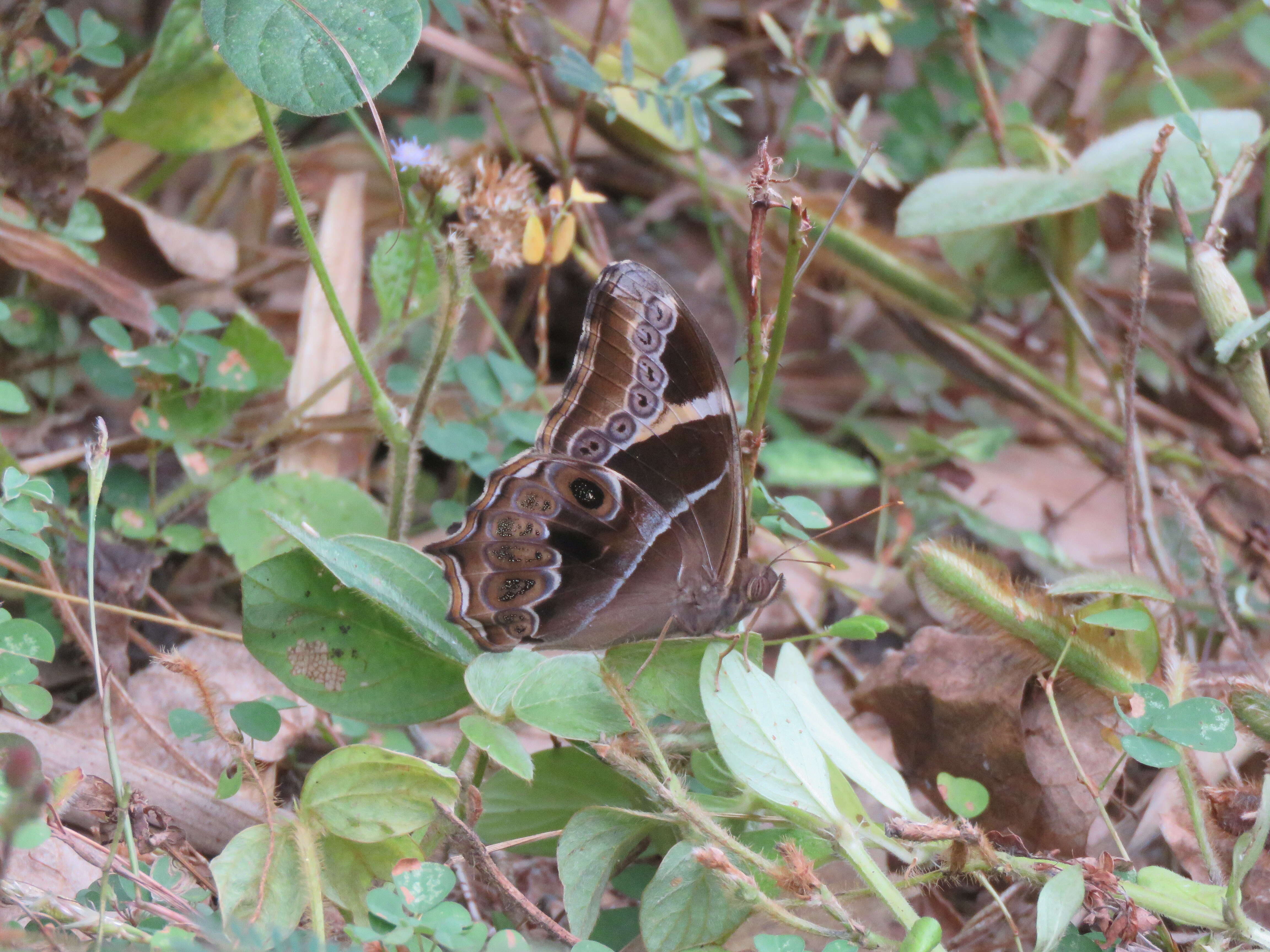 Image of Bamboo Tree Brown