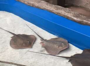 Image of Atlantic Stingray