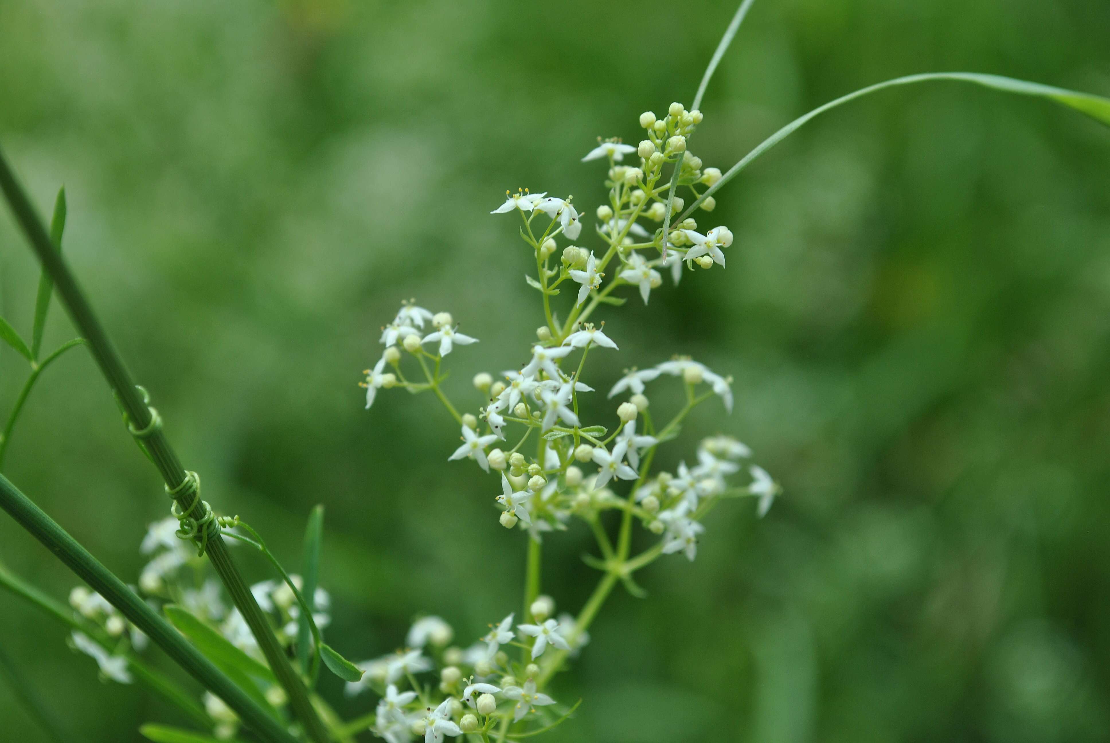 Plancia ëd Galium mollugo L.