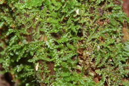 Image of Lepidozia reptans (L.) Dumort.
