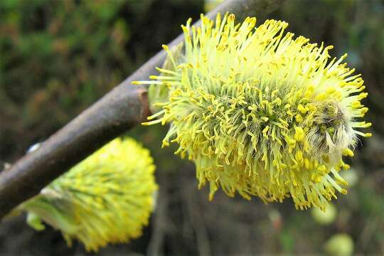 Image of goat willow