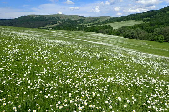 Image of Oxeye Daisy