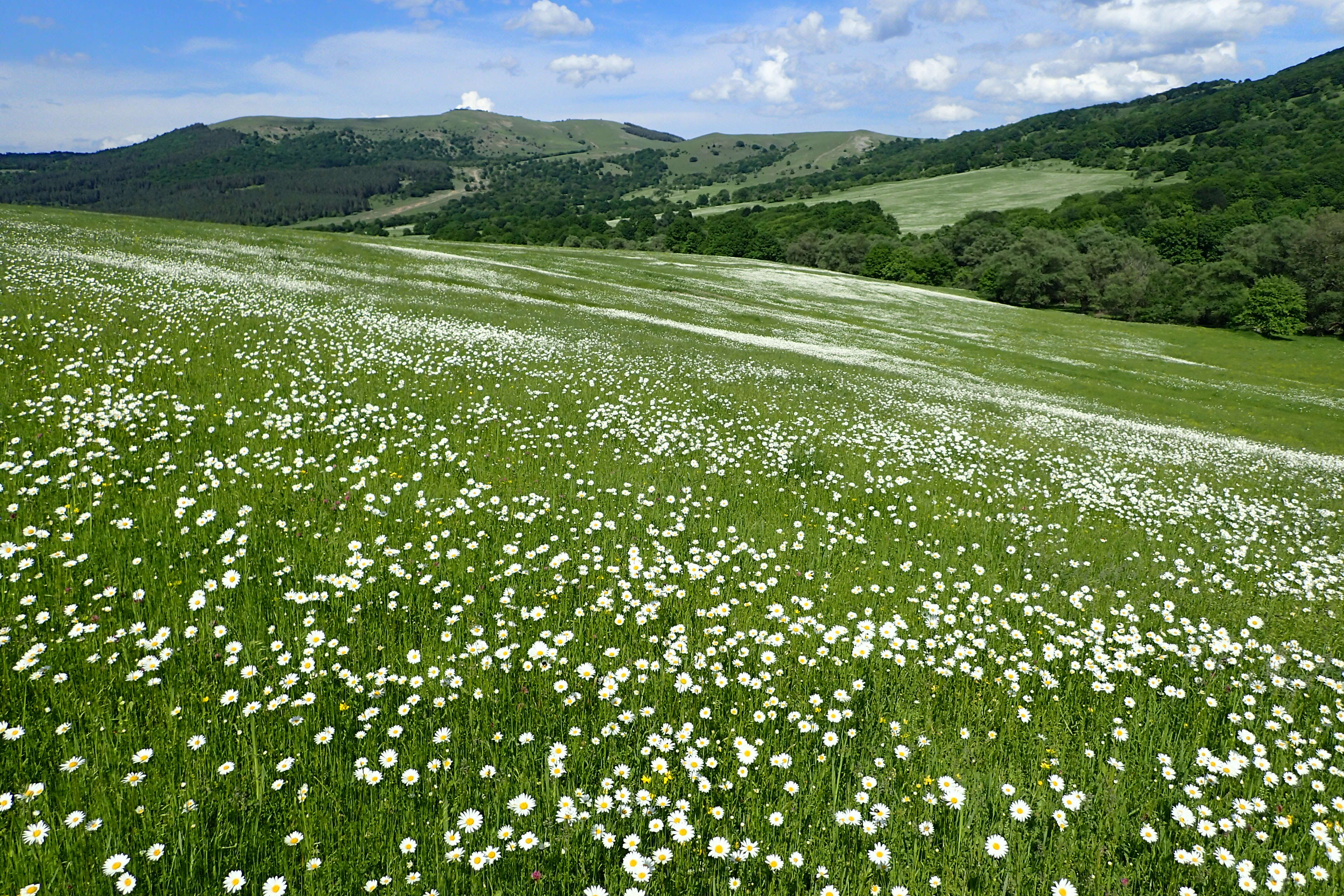 Слика од Leucanthemum vulgare Lam.