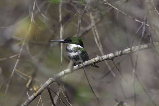 Image of Green Kingfisher