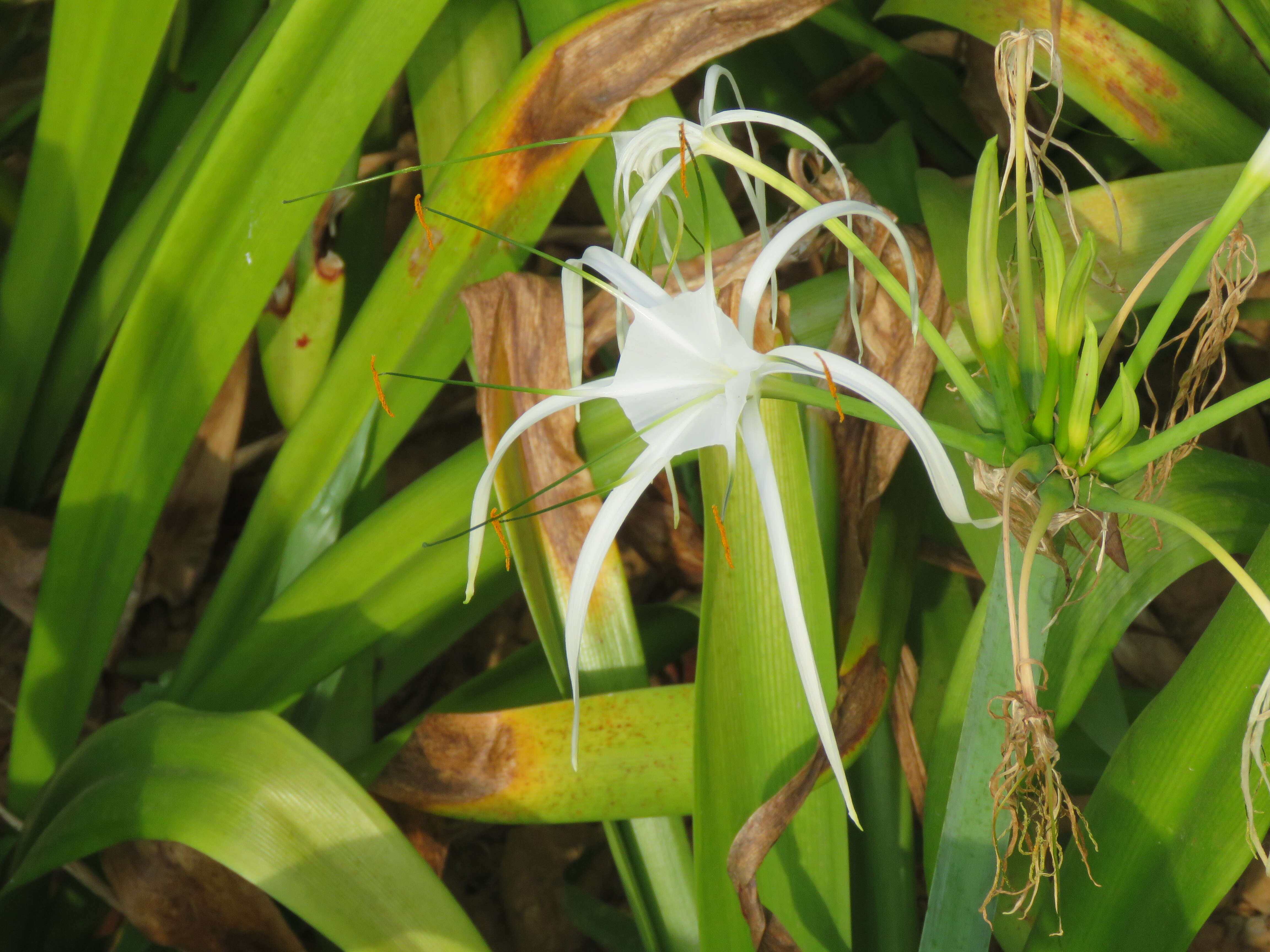 Image of beach spiderlily