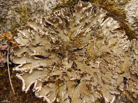 Image of felt lichen