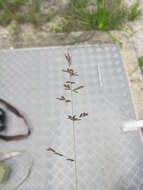 Image of Brown's lovegrass