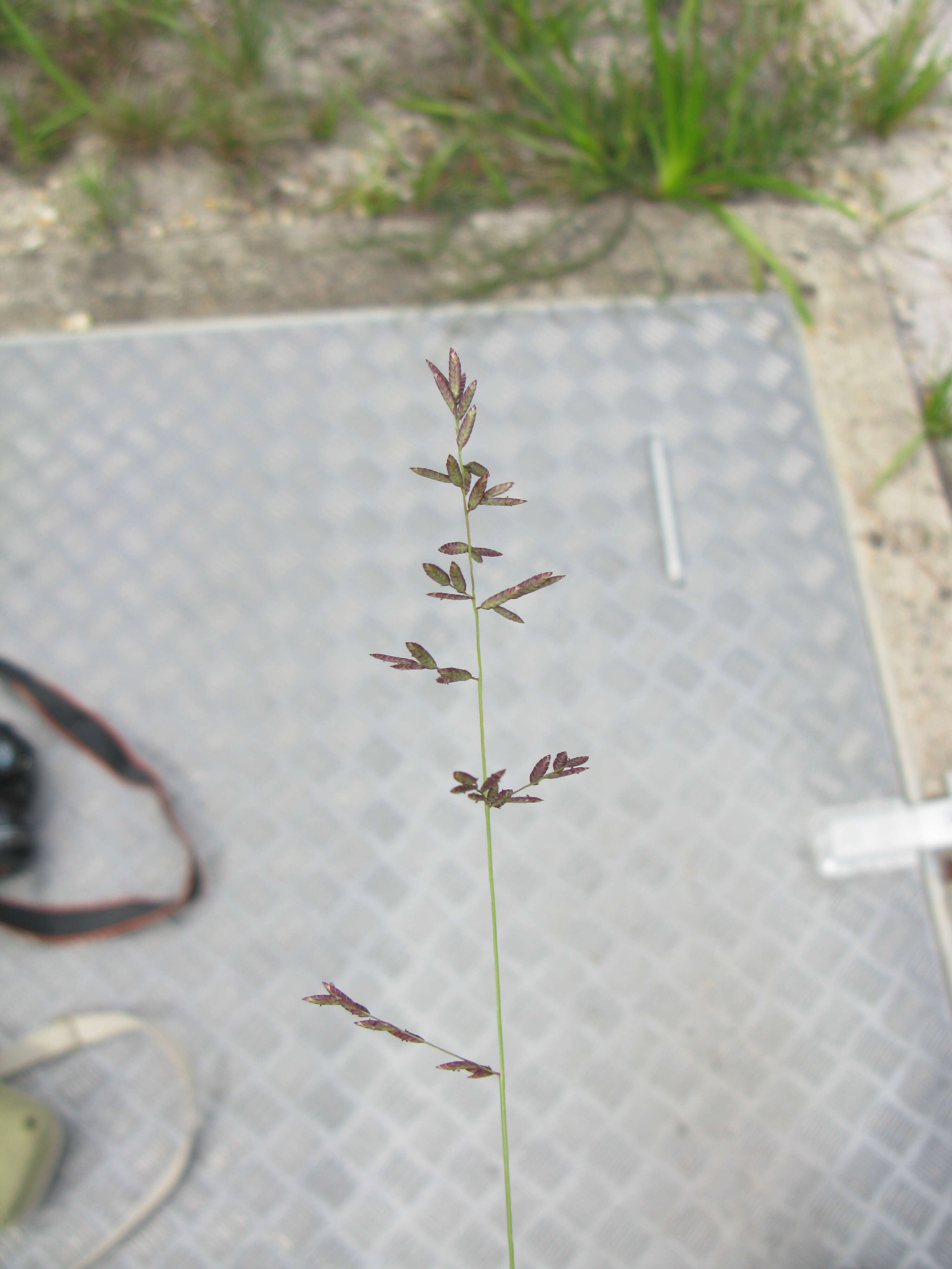 Image of Brown's lovegrass