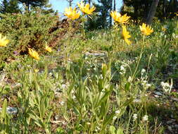 Sivun Helianthella uniflora (Nutt.) Torr. & A. Gray kuva