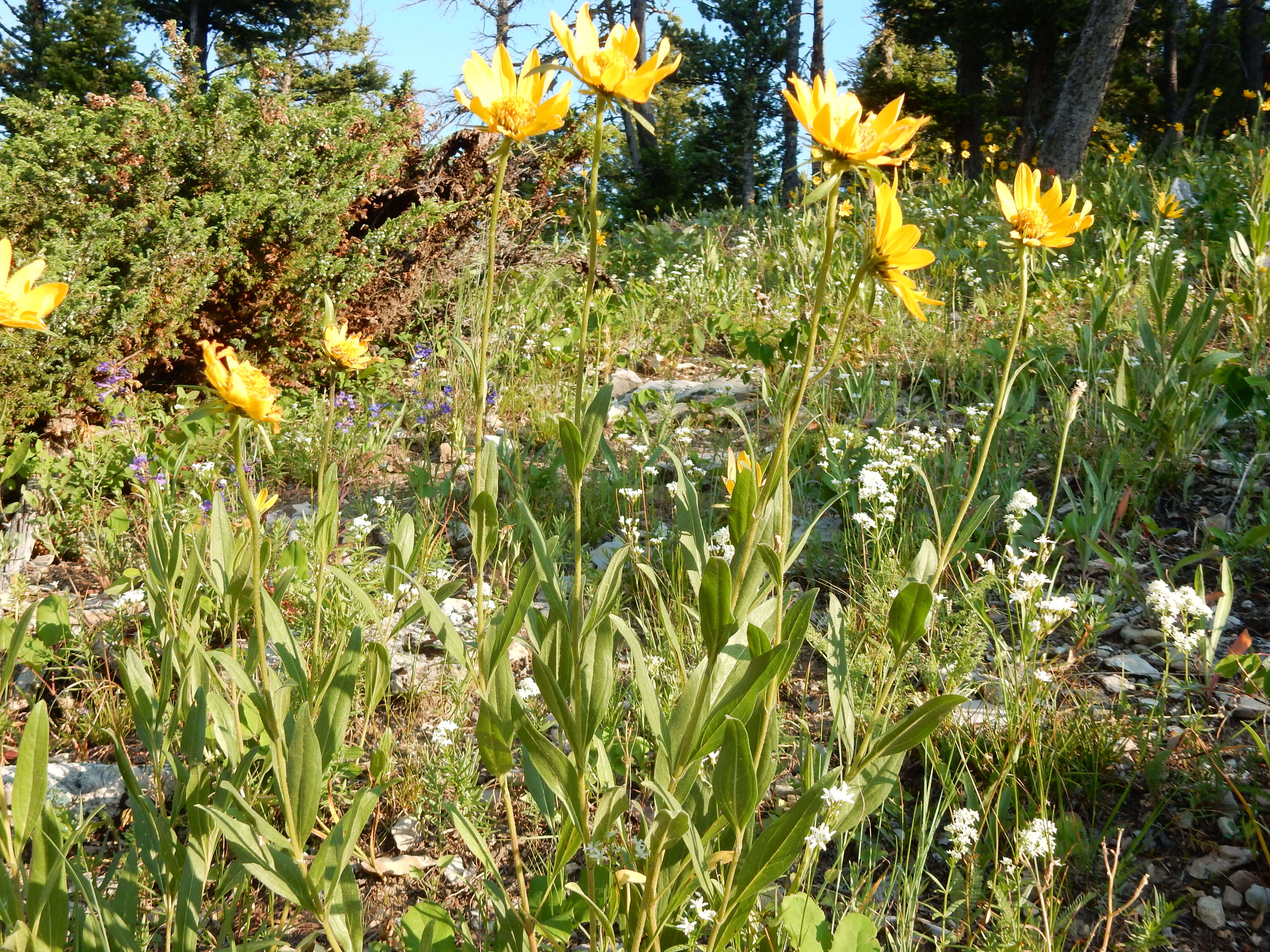 Sivun Helianthella uniflora (Nutt.) Torr. & A. Gray kuva