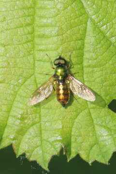 Sivun Chloromyia formosa (Scopoli 1763) kuva