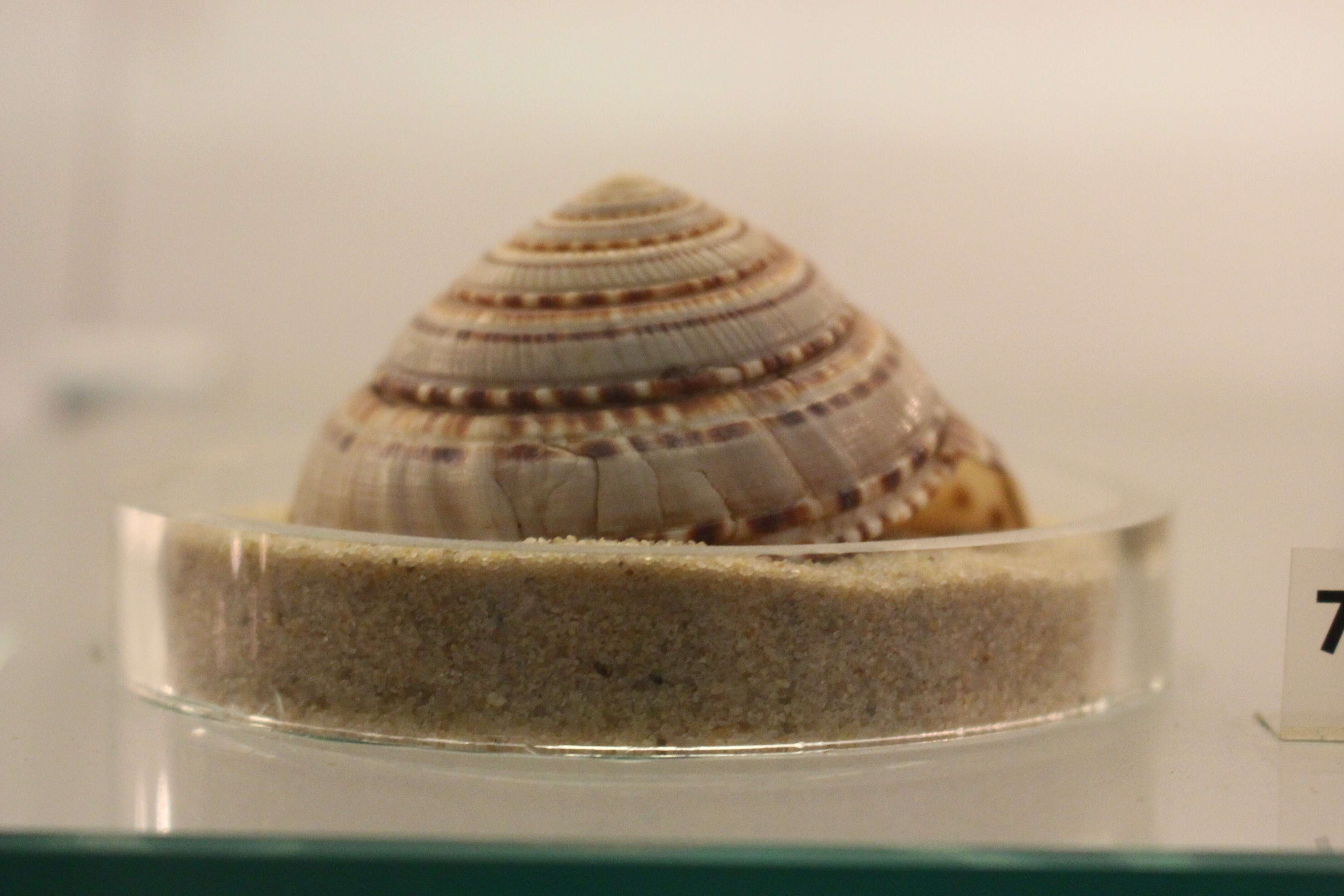 Image of European sundial snail