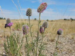 Image of purple prairie clover