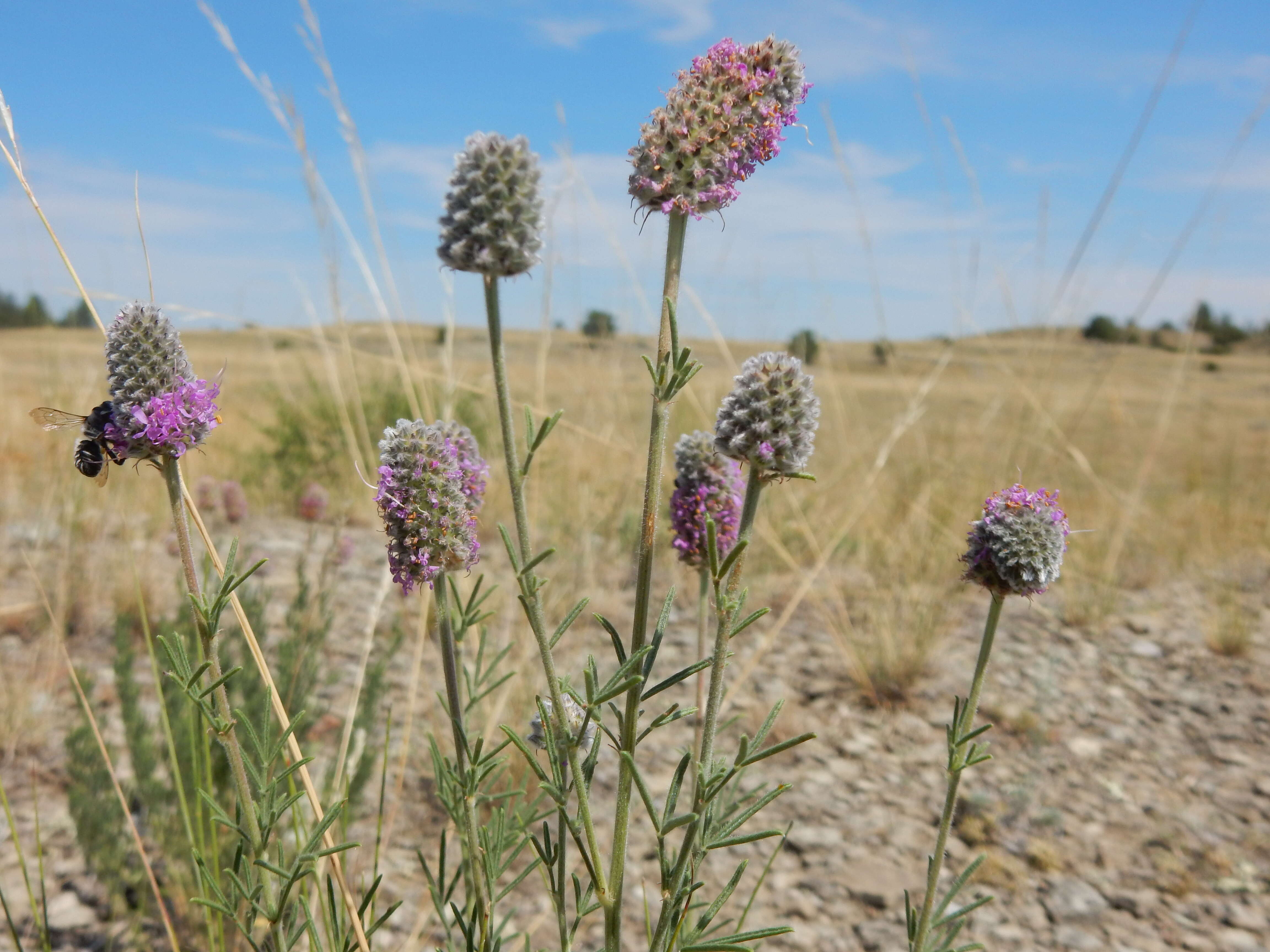 Image of purple prairie clover