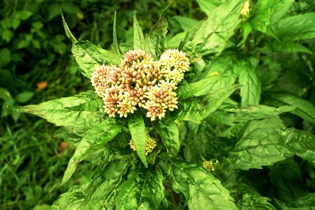 Image of hemp agrimony