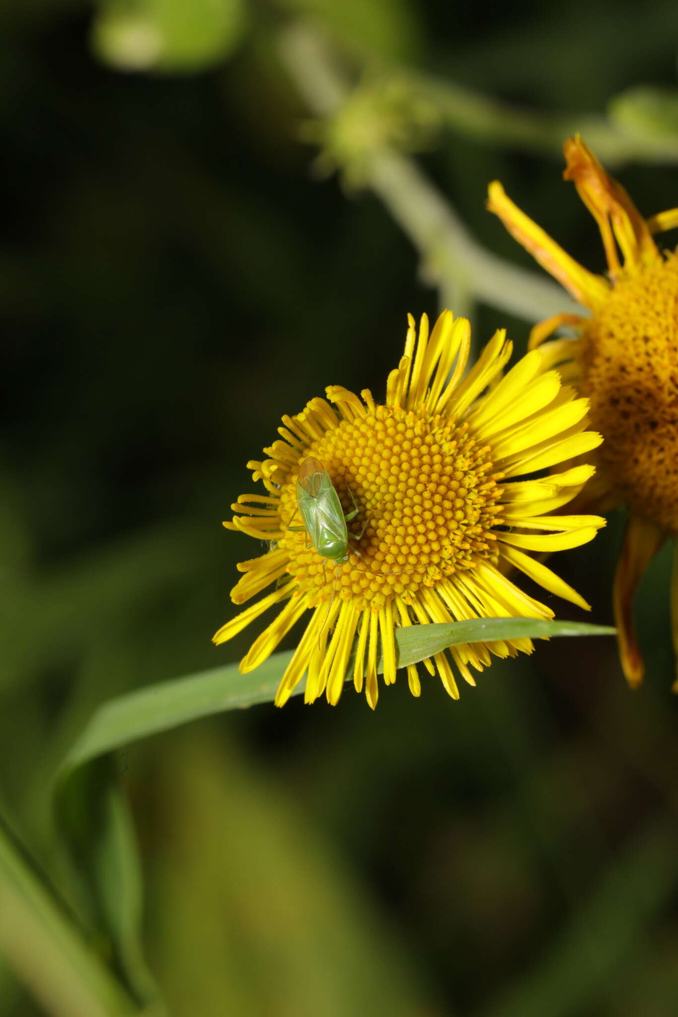 Image of Lygocoris