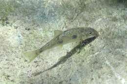 Imagem de Catostomus occidentalis Ayres 1854