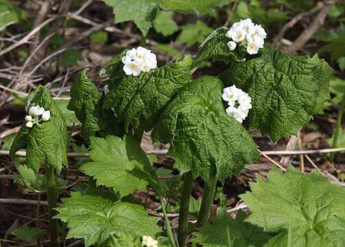 Image of Diphylleia grayi F. Schmidt