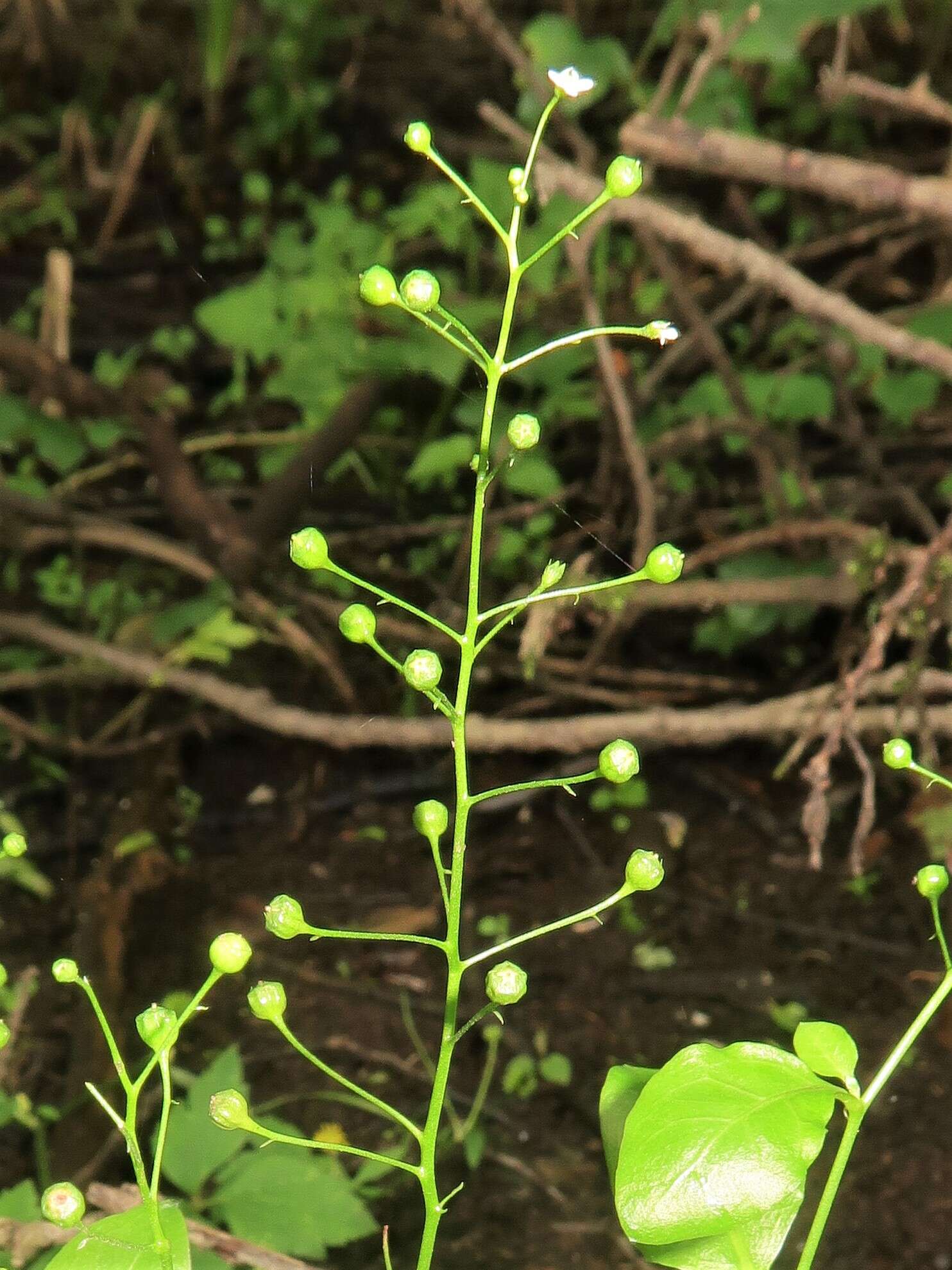 Image of Samolus parviflorus