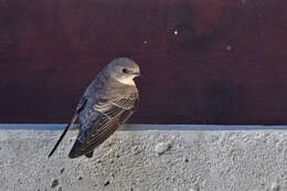 Image of Eurasian Crag Martin