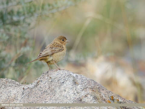 Image of Black-headed Bunting