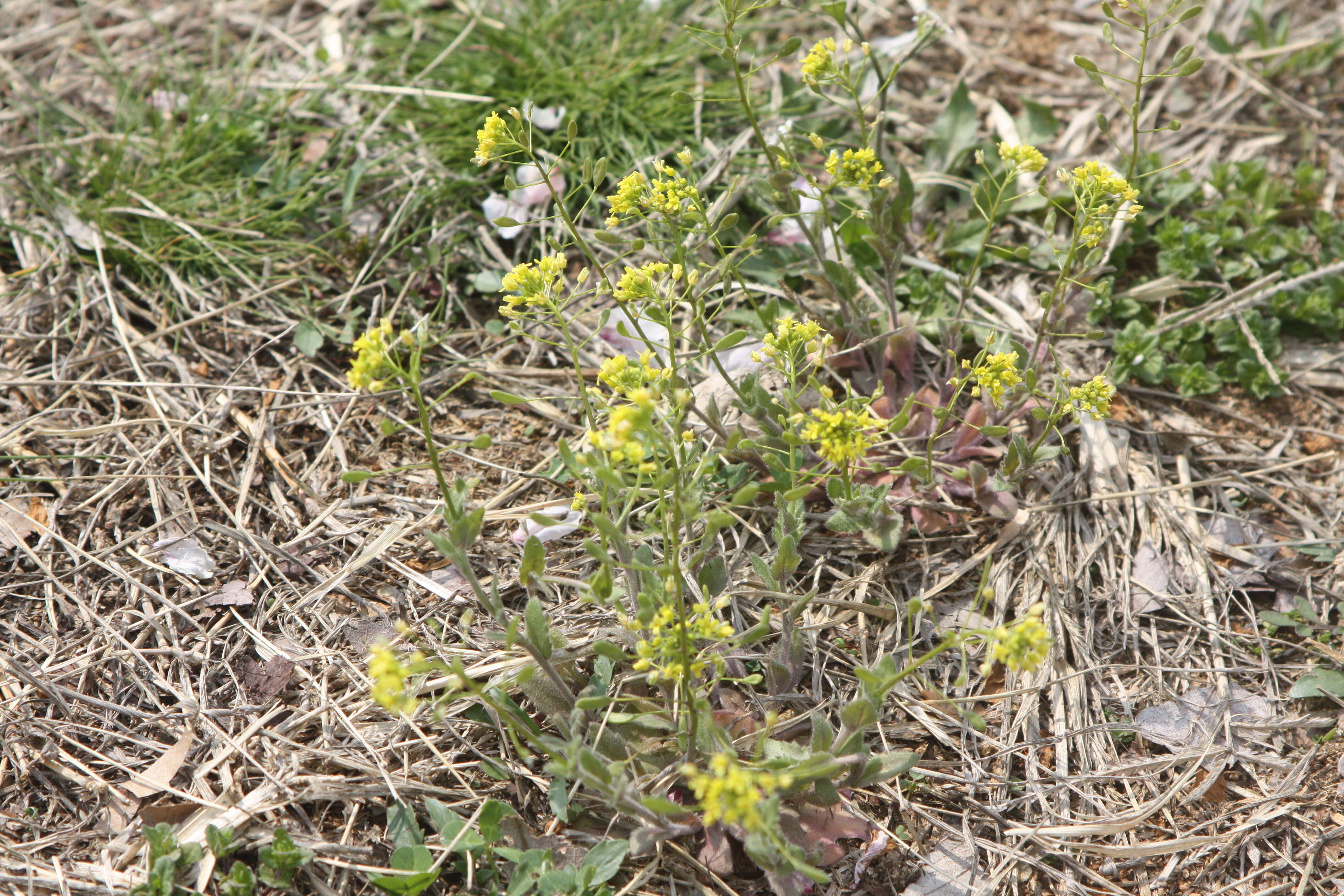 Image of woodland draba