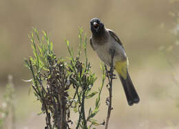 Image of White-eyed Bulbul