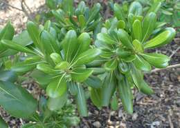 Image de Pittosporum tobira (Murray) Aiton fil.